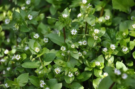 Gardening: To control chickweeds, timing is everything | The Spokesman ...