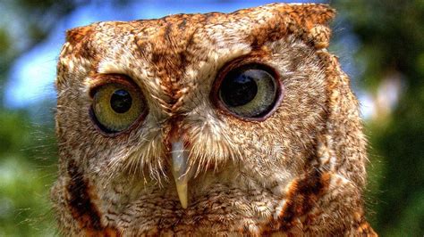 As birds of prey, owls eat a wide range of animals. Is an Owl an Omnivore, an Herbivore or a Carnivore ...