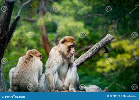 Two Macaques Stock Photo Image Of Animal Love Couple 30745128