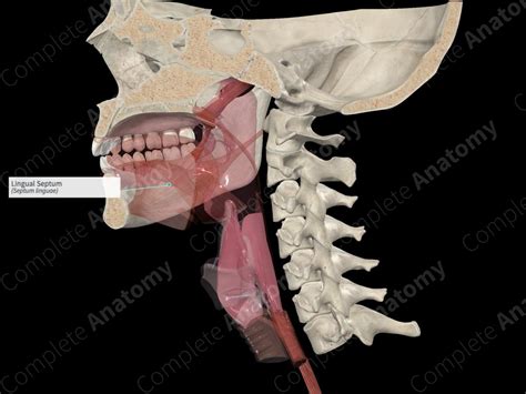 Lingual Septum Complete Anatomy