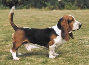 We are a small home breeder of quality. Reputable Basset Hound Breeders - Sharda Bakers Dog World