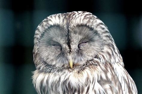 How Do Owls Sleep And Where Do They Sleep Optics Mag