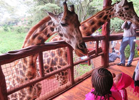 I Kissed A Giraffe And I Liked It Visiting The Giraffe Centre In