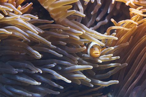 40 Shocking Sea Anemone Facts About The Flowers Of The Sea