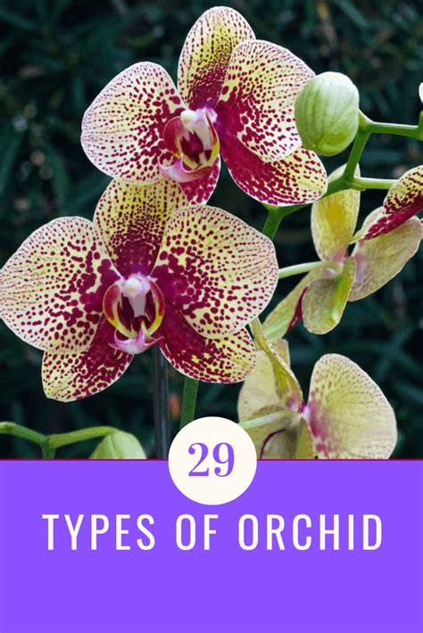 29 Types Of Orchid Aven Gardening Types Of Orchids Orchid Flower