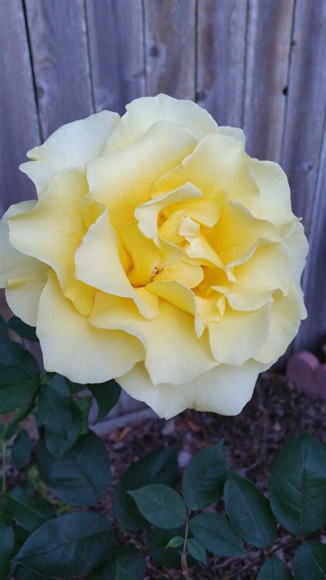 Pin By Rochelle Hoffman On Shelleys Garden Flowers Rose Plants