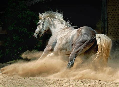 Andalusian Horses Free Hd Wallpapers