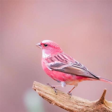 Meet The Pink Browed Rosefinch Beautiful Little Bird With Gorgeous Color