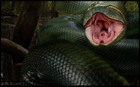 Anaconda Snake Snake Images Anaconda Snake Anaconda Movie
