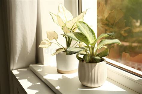 Exotic Houseplants With Beautiful Leaves On Window Sill At Home Stock