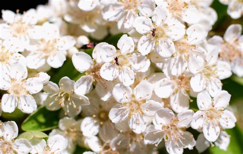 For each of flowers in this list. Three stock photo small white flower backgrounds