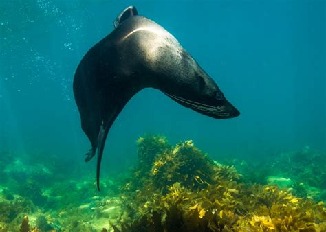 Kangaroo Island Ocean Safari 2 Hour Swim With Dolphin Seal