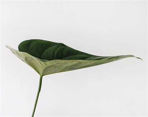 Biomimicry Learning From The Natural World Nature X Design
