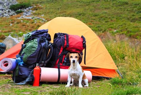 Camping With A Dog In A Tent Everything You Need To Know Pawleaks