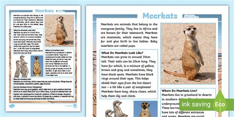 Ks1 Meerkat Fact File Teacher Made