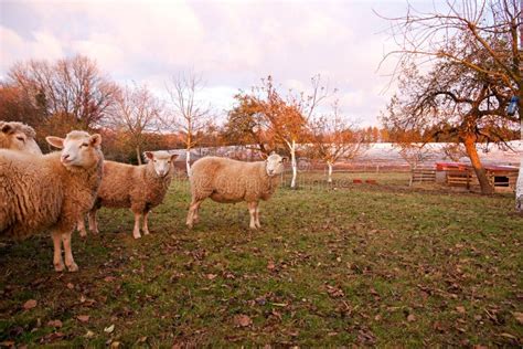 Flock Of Sheep Stock Image Image Of Countryside Animal 80544375