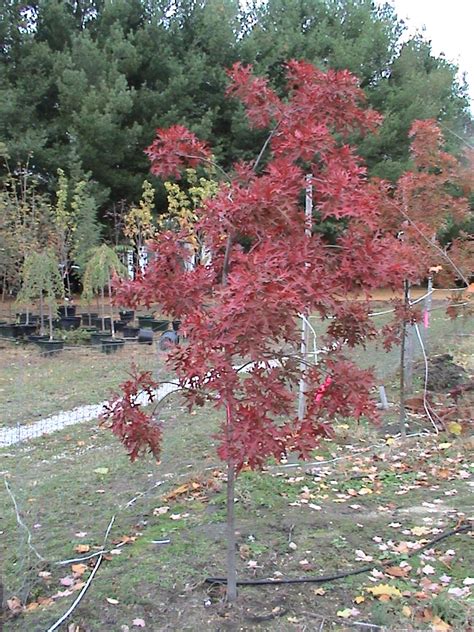 Pin Oak Seedlings And Trees For Sale