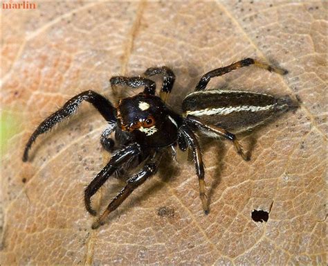Jumping Spider Thiodina Sylvana North American Insects And Spiders