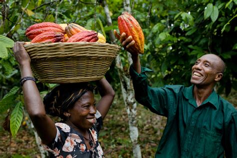 Näytä lisää sivusta ghana facebookissa. Ghana cocoa farmers harness the law to save forests, boost ...