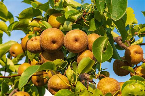 9 of the best asian pear cultivars gardener s path