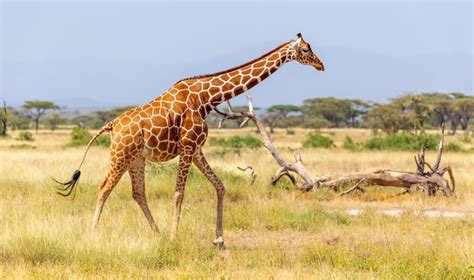 Premium Photo Somalia Giraffe Goes Over A Green Lush Meadow