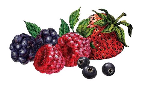 Berries Png Png All Png All