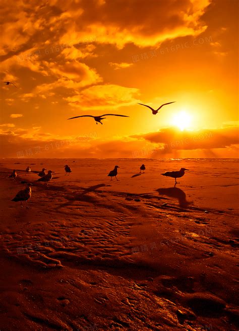 傍晚海滩海鸥美丽风光摄影jpg图片免费下载 编号18ghxdl9v 图精灵
