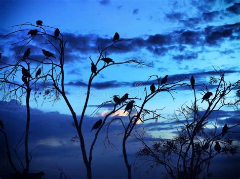 Birds Silhouette Sitting On A Branch At Sunset Stock Image Image Of