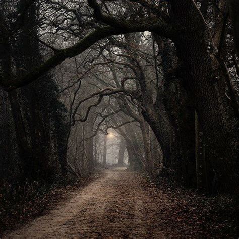 Dark Forest Road Gothic Mystery Pinterest