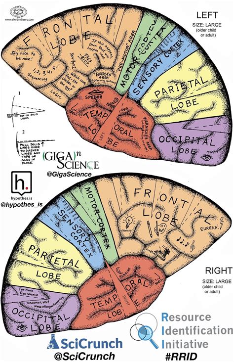 Pin By C Hanok On สมอง Brain Anatomy Brain Models Brain Diagram