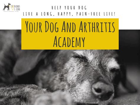 Your Dog And Arthritis Academy Both Ends Of The Lead