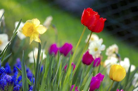 Download the perfect spring season pictures. Spring (season) - Wikipedia