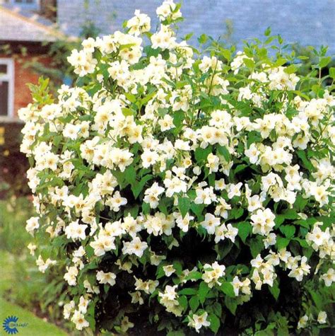 A Very Popular Shrub With Masses Of Extremely Fragrant Creamy White
