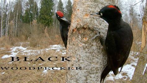 Black Woodpecker Birds In The Winter Youtube