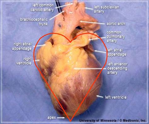 Heart Anatomy In Chest Anatomical Charts And Posters
