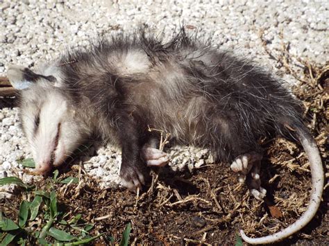 How To Tell If A Possum Is Playing Dead Zeke Adventure Blog