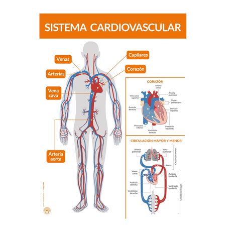 Panel Sistema Cardiovascular Masterwise