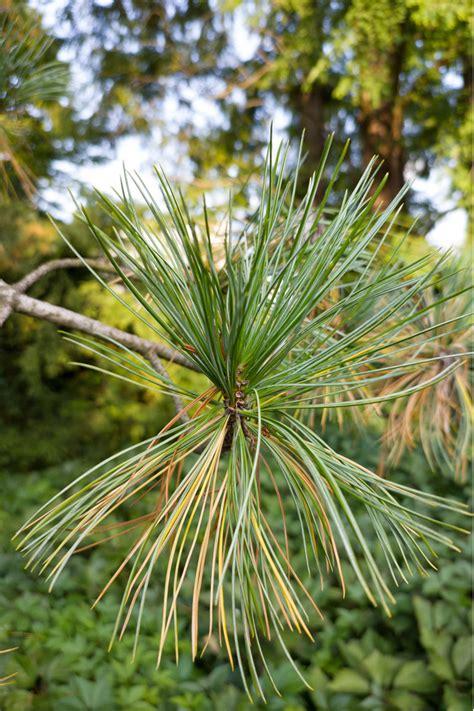 Sosna Limba Pinus Cembra Duże Drzewa Galeriaogrodowapl