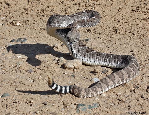 Western Diamond Backed Rattlesnake Crotalus Atrox