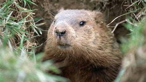 How To Get Rid Of Groundhogs Without Harming Them Forbes Home