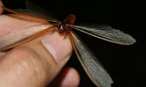 Best Ways To Get Rid Of Flying Termites Termite Swarmers
