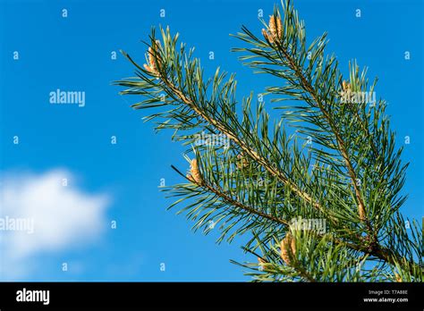 Green Pine Tree Branch Under Blue Sky With Small Cloud In Spring Stock