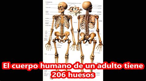 Cuantos Huesos Tiene El Cuerpo Humano Youtube