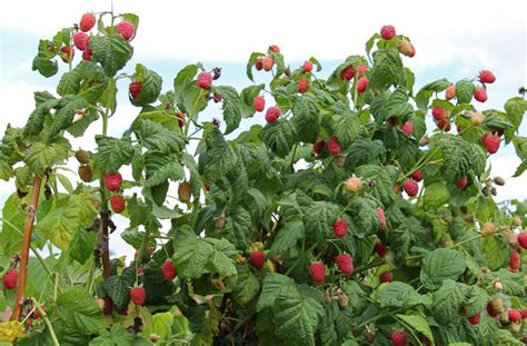 What Are Raspberry Bushes With Pictures