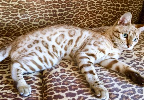 Are Bengal Cats Legal In Michigan Catsinfo
