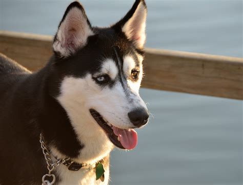 Husky Dog Profile Free Photo On Pixabay