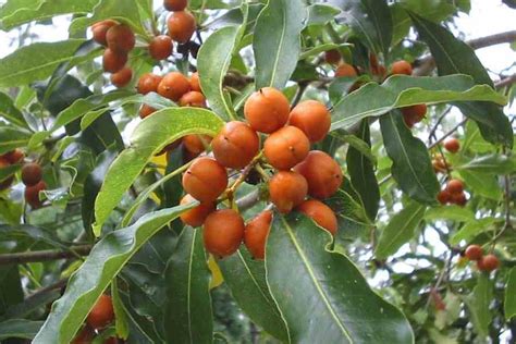 Native Fruit Trees Australia Snowberries Theres No Berries Like