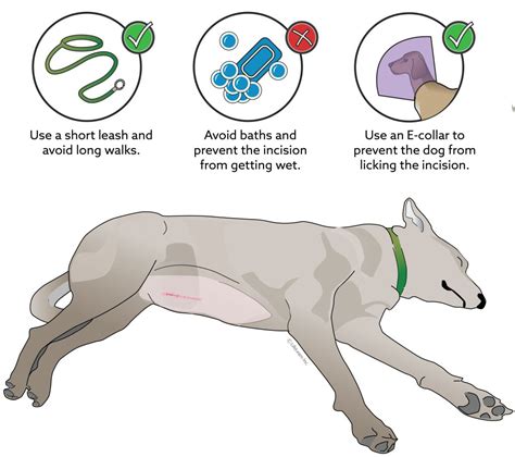 Everything You Need To Know About Spaying Your Dog Snodgrass