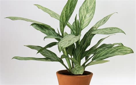 8 Super Cute Indoor Plants To Buy Right Now Urban List Gold Coast
