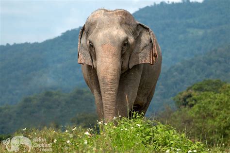 Care for Elephants | Elephant Sanctuary | Asian Elephant Projects